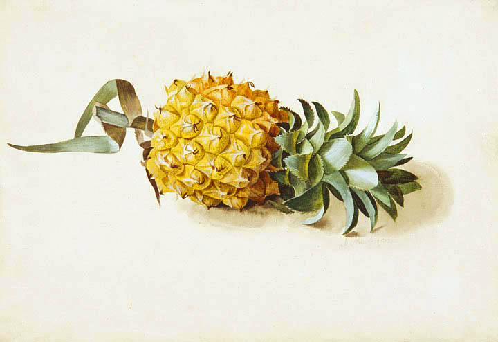 Pineapples: a juicy history